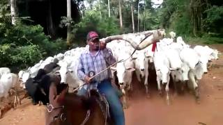 Meu amigo Juliano Nunes tocando berrante no Mato Grosso do sul [upl. by Ahseniuq]