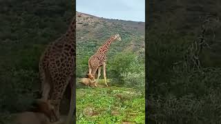 Epic Battle Between Giraffe and Lion Unexpected Outcome Revealed [upl. by Sucitivel37]