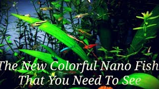 The 21 Most Colorful Nano Fish amp Shrimp In My Ideal Planted Nano Tank Get Your Nano Fish To School [upl. by Gambell5]