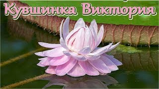 Кувшинка Викто́рия  Nymphaeaceae Victória [upl. by Ennairam]