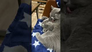 British shorthair cats grooming [upl. by Briney]