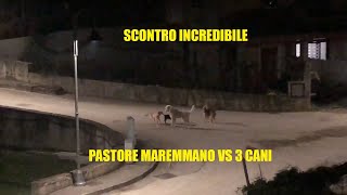 Pastore maremmano vs 3 cani [upl. by Bass]