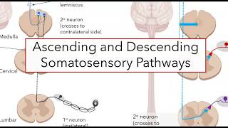 Spinal somatosensory pathways [upl. by Allissa491]