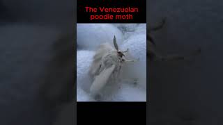 the most beautiful moths in the world  Venezuelan poodle moth [upl. by Spitzer]