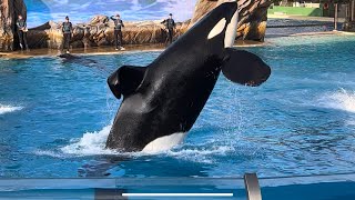 Orca Encounter Full Show at SeaWorld San Diego May 27 2023 [upl. by Wendolyn444]