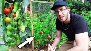 The Ultimate Tomato Trellis Every Gardener Needs [upl. by Isidoro]