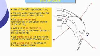 43 Abdomen Surface anatomy of the spleen الدكتور أحمد كمال cxt [upl. by Sibie]