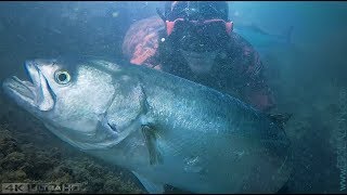 Chasse sous marine  Tassergal  Le Piranha de Méditerranée [upl. by Ayirp]