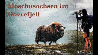 Wildlife Photography  Moschusochsen im Dovrefjell doku muskox [upl. by Wagshul]