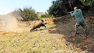 TOP 10 WILD BOAR HUNTING  Best Scenes SEASON 2023  PART 2 [upl. by Glavin170]