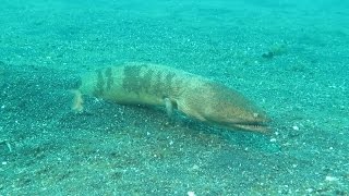 Giant Snake Eel Lembeh Strait Indonesia 2016  Be careful where you put your feet [upl. by Ecarret]