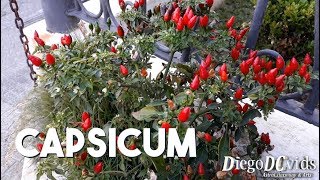 Capsicum annuum pepper plant  Pimenta  Pimenteira  Peppers [upl. by Eiveneg]