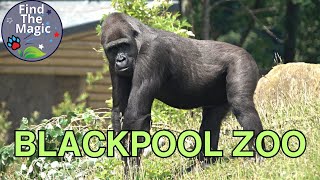 Blackpool Zoo Animals Tour 2023 [upl. by Karine]