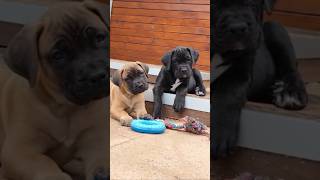 Purebred Cane Corso pupps shorts short canecorso corsopups corso pitbull puppy [upl. by Yerag]