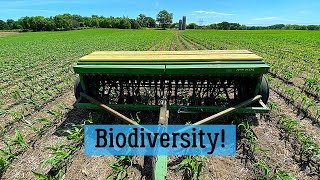 Interseeding Cover Crops Into Corn [upl. by Reteid]