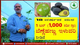 18 ವರ್ಷದ ಬೆಣ್ಣೆಹಣ್ಣು ಮರದಲ್ಲಿ 1 ಟನ್ ಇಳುವರಿ avocado varietieskrishikattebutterfruitvarieties [upl. by Guillema]