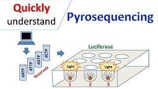 Pyrosequencing [upl. by Amron97]