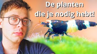 Aquariumplanten voor Garnalen Een Gids voor Succes [upl. by Olympia]