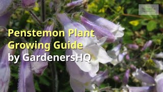 Penstemon Growing Guide [upl. by Aenyl]