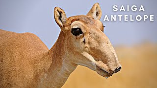 The Saiga Antelope  Stock Videos  Animals  Endangered  No Copyright Footage [upl. by Beryle]