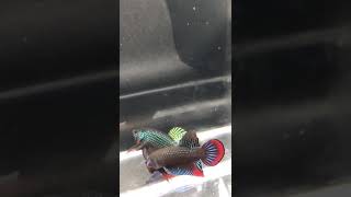 Wild betta Smaragdina Guitar vs Wild betta Imbellis [upl. by Lafleur90]