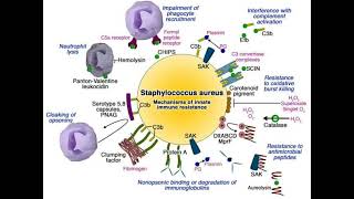 Virulence factors of S aureus staphylococcus staphinfection microbiology bacteriology [upl. by Yim]