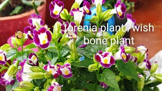 How to get more flowers in Torenia wish bone wishboneflower plants caretorenia [upl. by Ettenoitna]