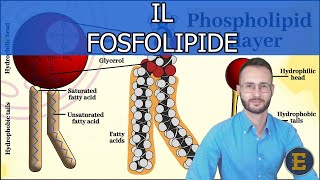 14 Il fosfolipide in meno di due minuti [upl. by Arehsat143]