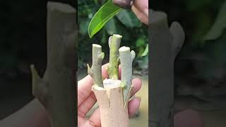 Plant grafting and tree care techniques 2827 [upl. by Schiro209]