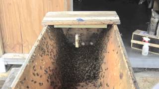 Installing the First Package of Bees in a TopBar Hive [upl. by Atahs]