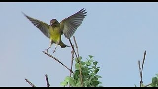 Captura con liga en arbolillo 2 HD [upl. by Henden544]