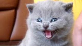 Kittens Meowing Compilation  CUTE [upl. by Akinahc]