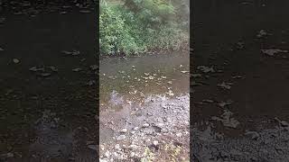 SlowMo of the Amazing Basiliscus Lizard Crossing the River [upl. by Ayotas]