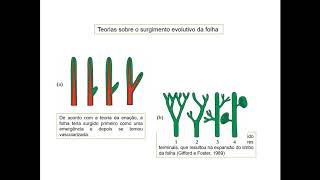 2 Folha Estrututa Geral  Filogenia e ontogenia  27 [upl. by Allenrac]