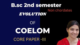 Evolution of coelom BSc 1st yearEvolution of coelom and metamerism BSc zoology gnb zoology [upl. by Airemahs]