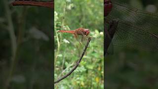 The Dragonfly dragonfly insect shorts [upl. by Eenalem938]