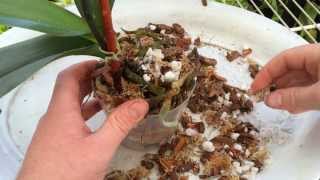 Easy Orchid Care Repotting a Phalaenopsis with Rotten Roots  Steps to save an Orchid with no roots [upl. by Gabey269]