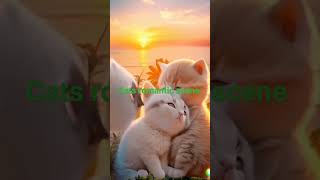 cat romantic scenesshortvideo ❤️🥰 [upl. by Odnumyar]