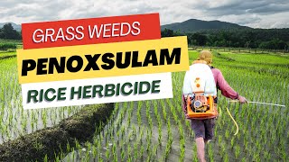 Penoxsulam Herbicide Effective Weed Control in Rice Cultivation  Uses Mode of Action amp Dosage [upl. by Hcnarb117]