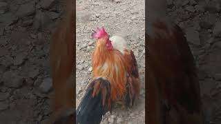 Ayam saramah  ‼️Ayam yang nampak angkuh tapi rupanya comel [upl. by Noach]