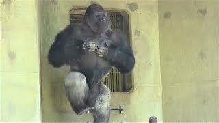 シャバーニ ドラミング50連 Gorilla drumming50beat Best Shabani [upl. by Eniamreg]