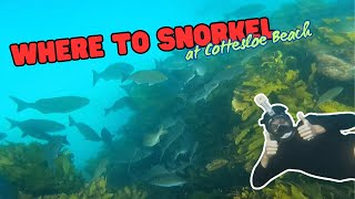 Where to snorkel at Cottesloe Beach [upl. by Ecnedurp846]