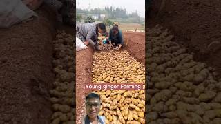 Planting and harvesting ginger root sonlv [upl. by Llet]