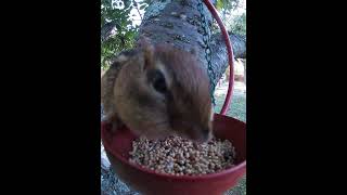 Chipmunk Makes My Feeder Fall I Refill It And He Comes Back [upl. by Ogu573]