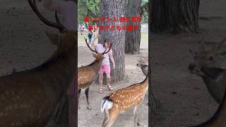 喜びを養う：鹿と踊る子ども  Nara Park deer in japan deerpark japan [upl. by Newbold]