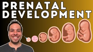 Prenatal Development  From Conception to Birth  Germinal Stage Embryonic Stage Fetal Stage [upl. by Rorry]