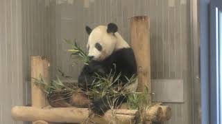 ジャイアントパンダ・リーリーの食事風景 上野動物園 2017年10月29日 [upl. by Auhsohey]