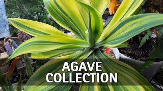 My Full Agave Collection Tour [upl. by Alroy537]