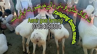 Talagang Dumba mandiTalagang Bakra MandiDomel bakra mandi [upl. by Avan507]