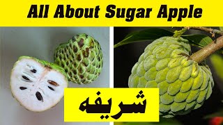 Sharifa Fruit Health Benefits  Karachi ki Saugaat Shareefa  شریفہ  Custard Apple  Madani News [upl. by Nevin]